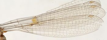 Media type: image; Entomology 12270   Aspect: wing